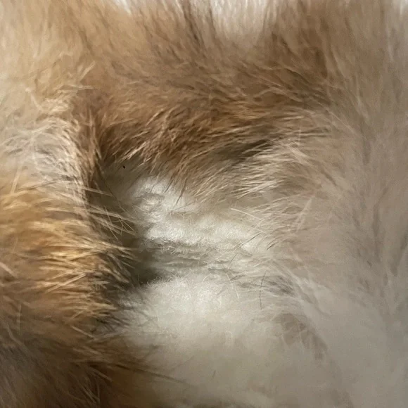 Diavolezza Rina Boots - Picture 5 of 10